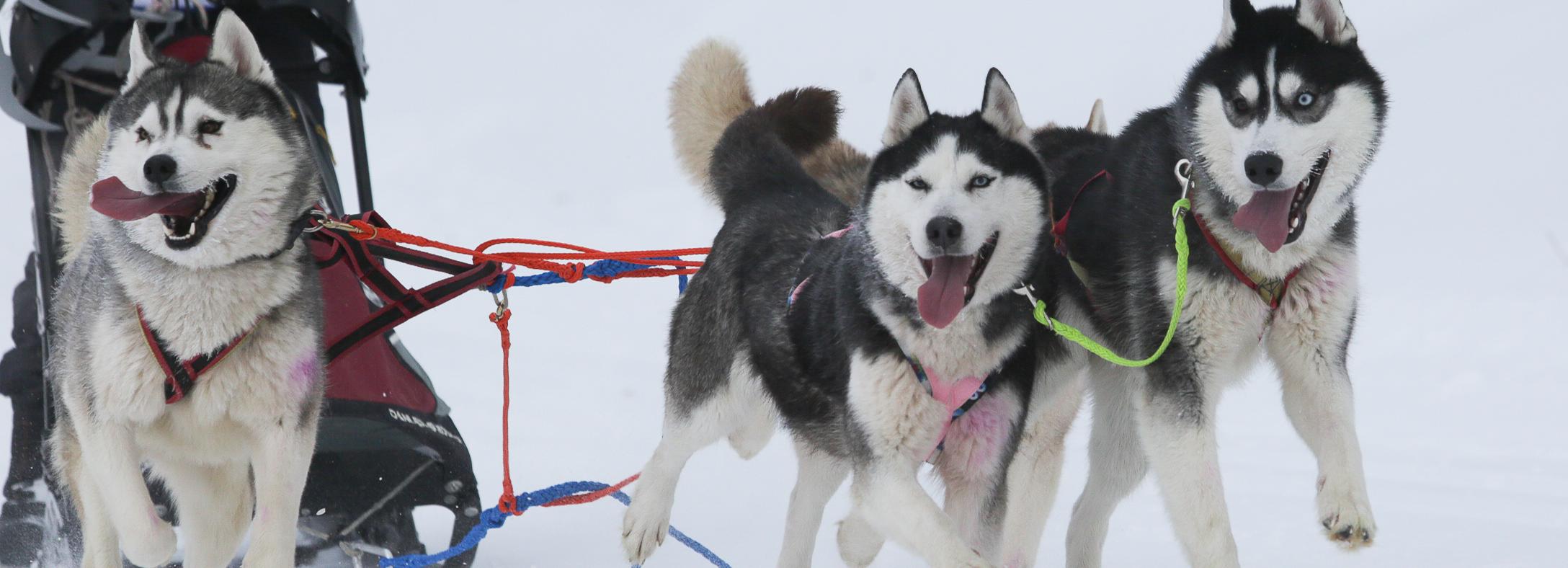 Рождественскую гонку на ездовых собаках устроили под Новосибирском
