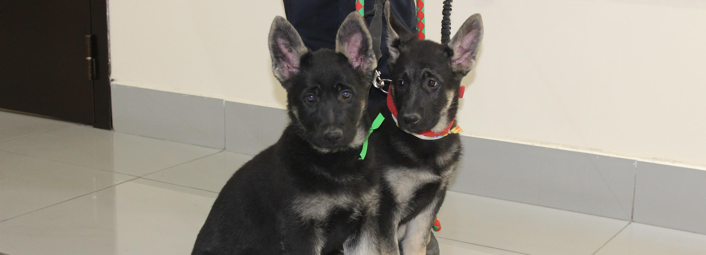 Лохматый подарок преподнесли новосибирским пограничникам к празднику