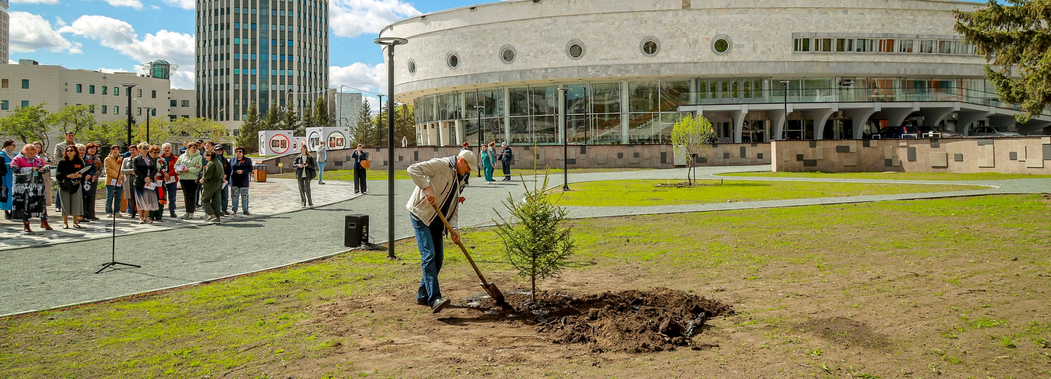 Сибирскую ель высадили у театра «Глобус» в память об актёре-фронтовике