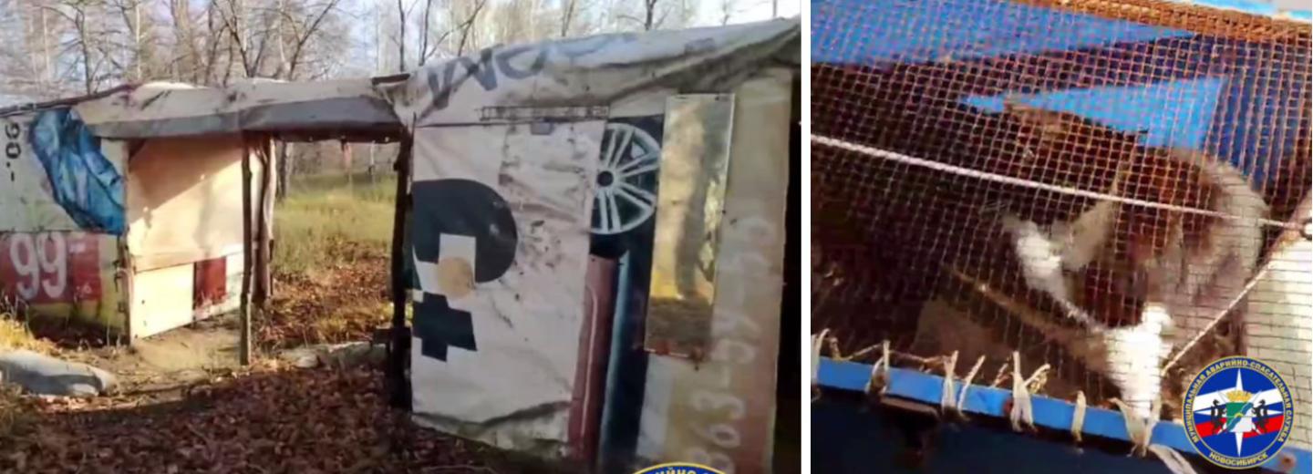 Бродячего кота с острова Кораблик неделю приманивали сосисками