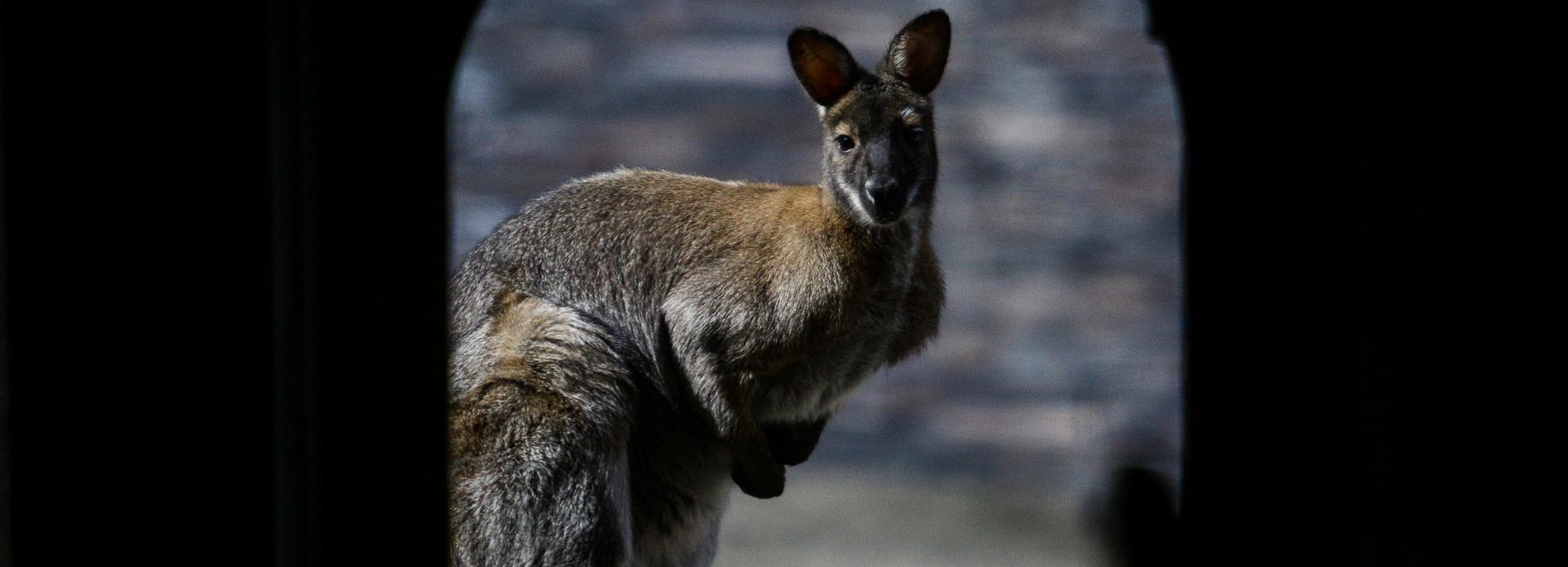 В честь юбилея новосибирский зоопарк получил от города миллион