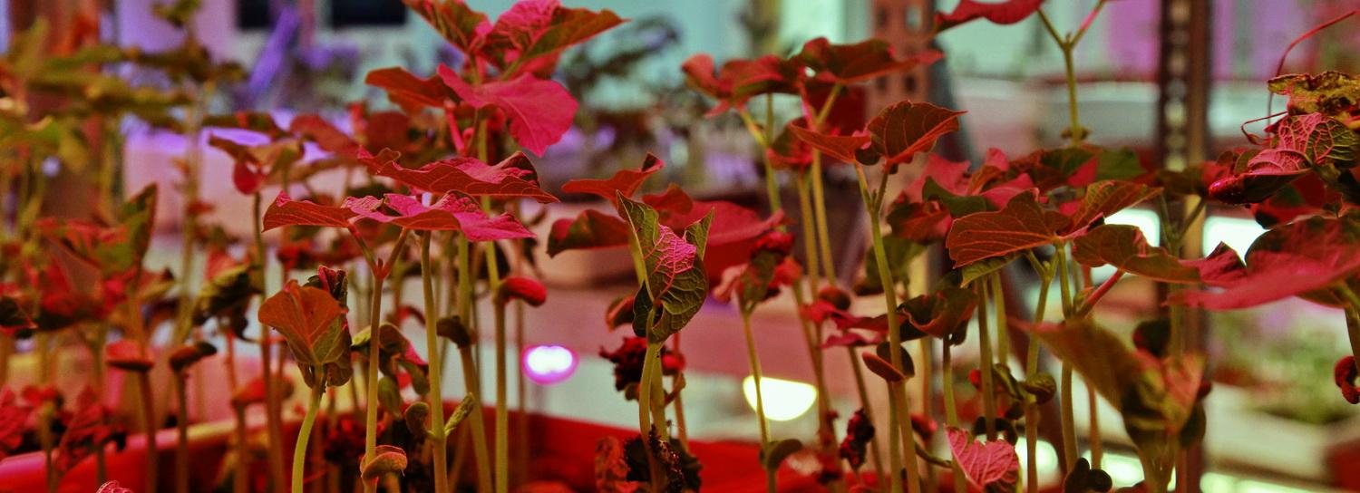 Новосибирская агрокомпания iFarm открывает штаб-квартиру в Нидерландах