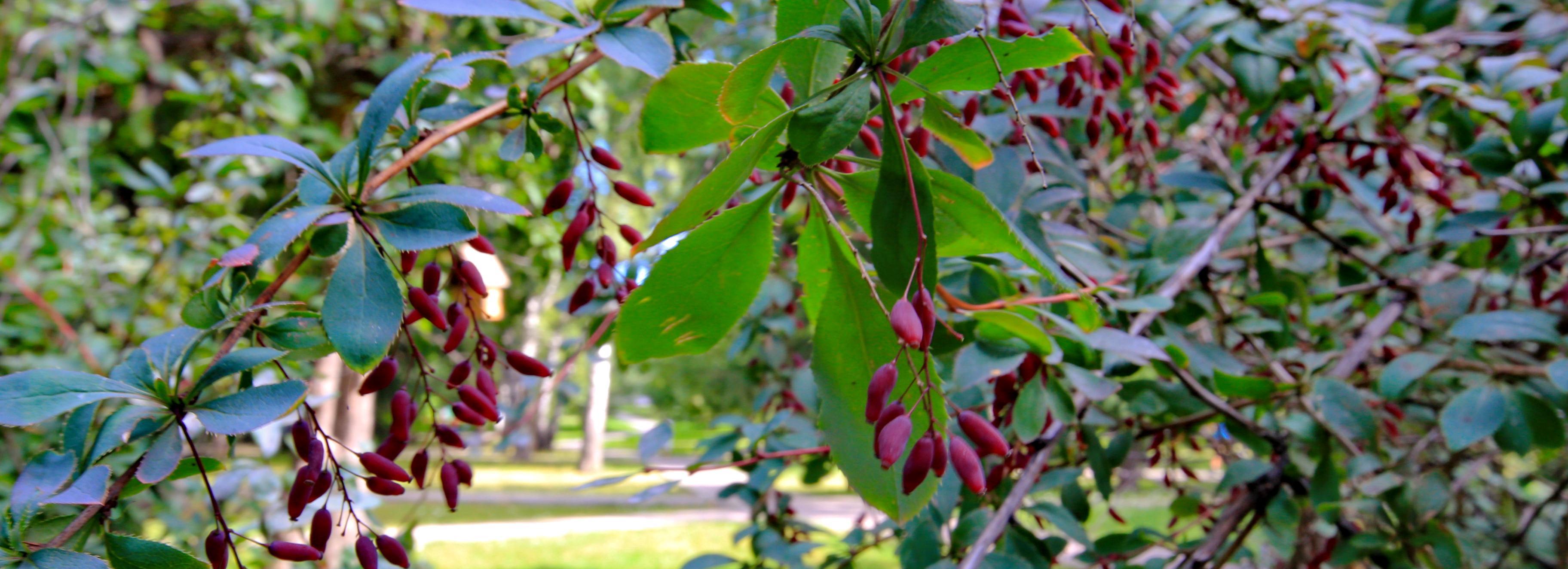 Москва выделит 90 млн рублей на создание экопарка «Обской»