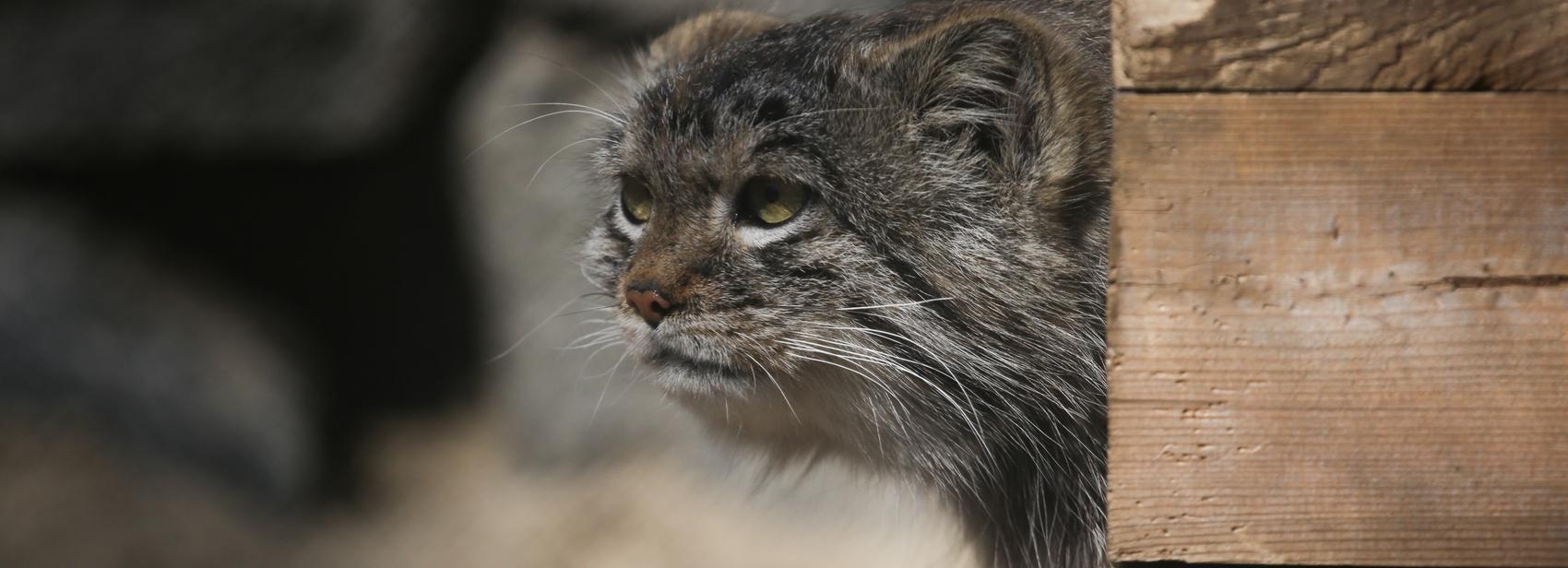 Манулята съехали от родителей в собственные вольеры — смотрим видео