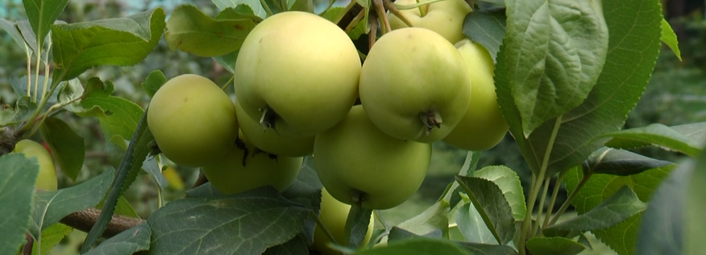 Сочные яблоки снова созрели в необычном дворе на улице Макаренко