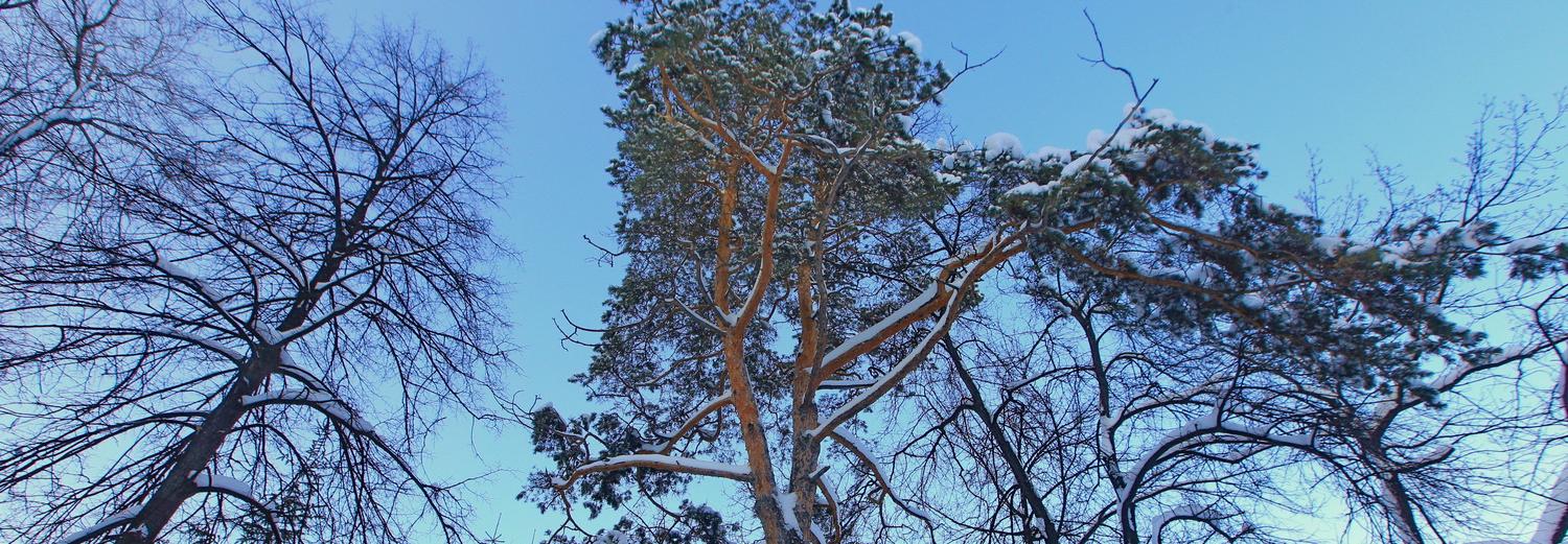 На счету каждый кустик: в Новосибирске уточнят границы городских лесов