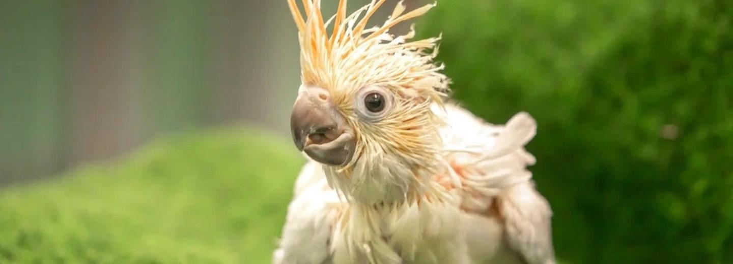 Лимоннохохлый какаду вылупился в Новосибирском зоопарке: милые фото