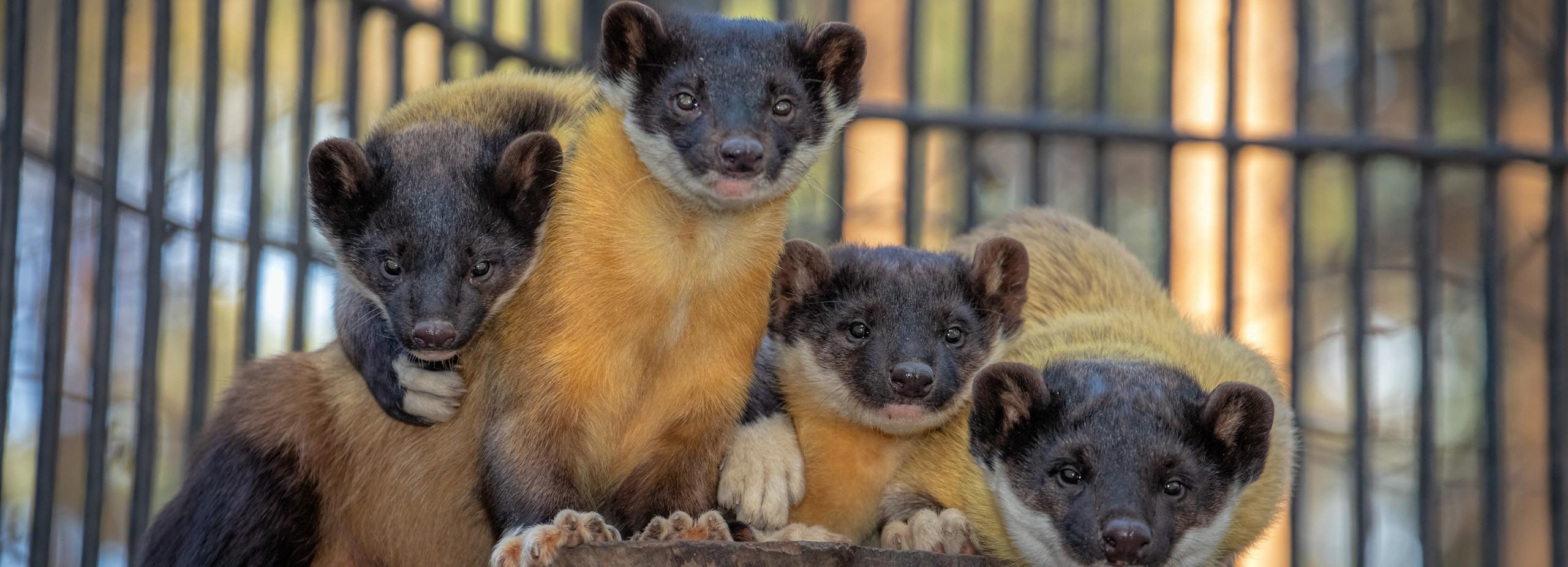 Пугливые харзы в Новосибирском зоопарке родили шестерых малышей