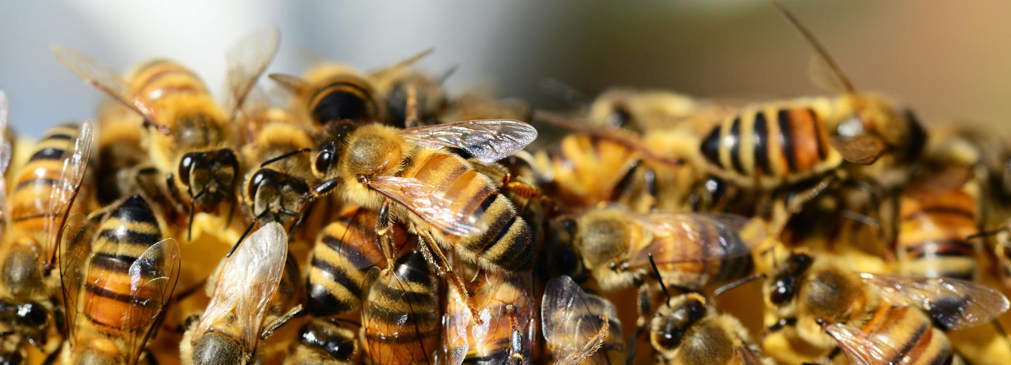 Массовую гибель пчёл под Новосибирском проверит СК