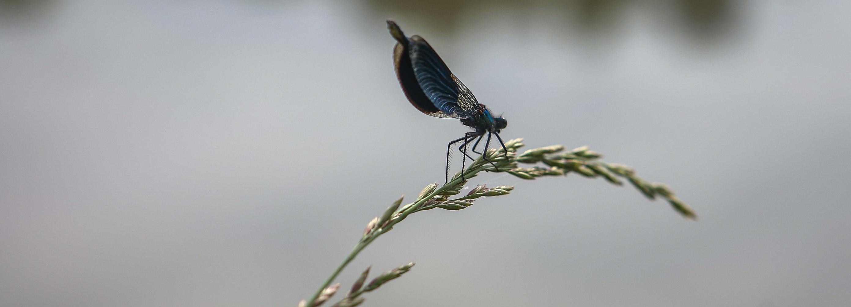 Резкий обрыв, течение и глубина: в каком месте Ини утонул подросток