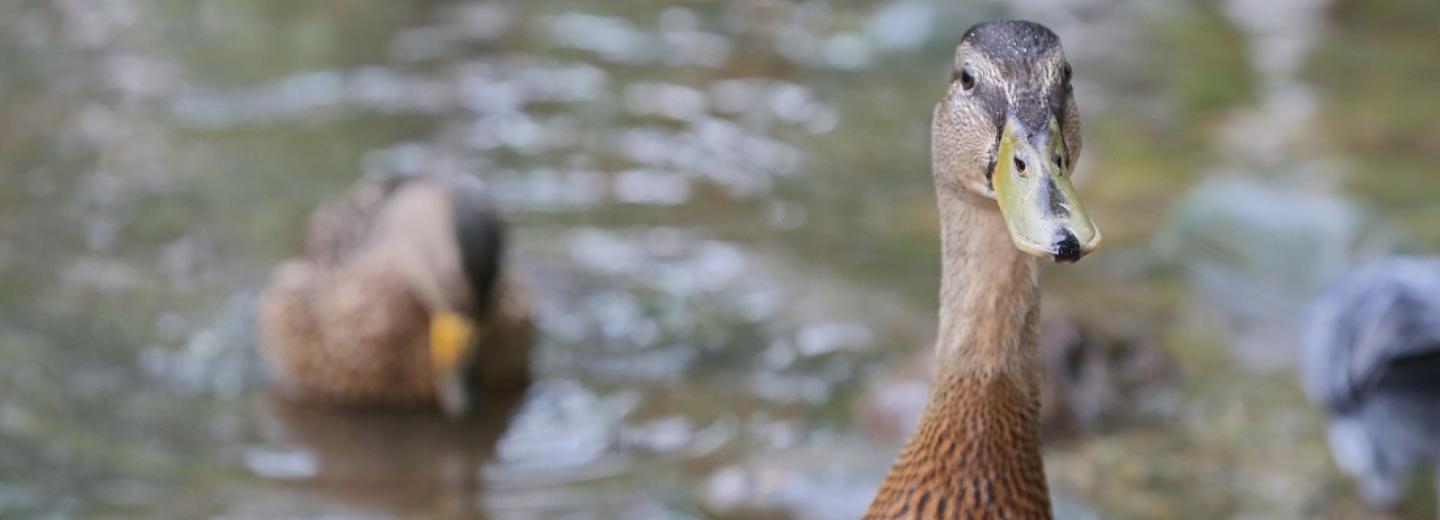 Что делать, если встретил в городе дикую утку с утятами