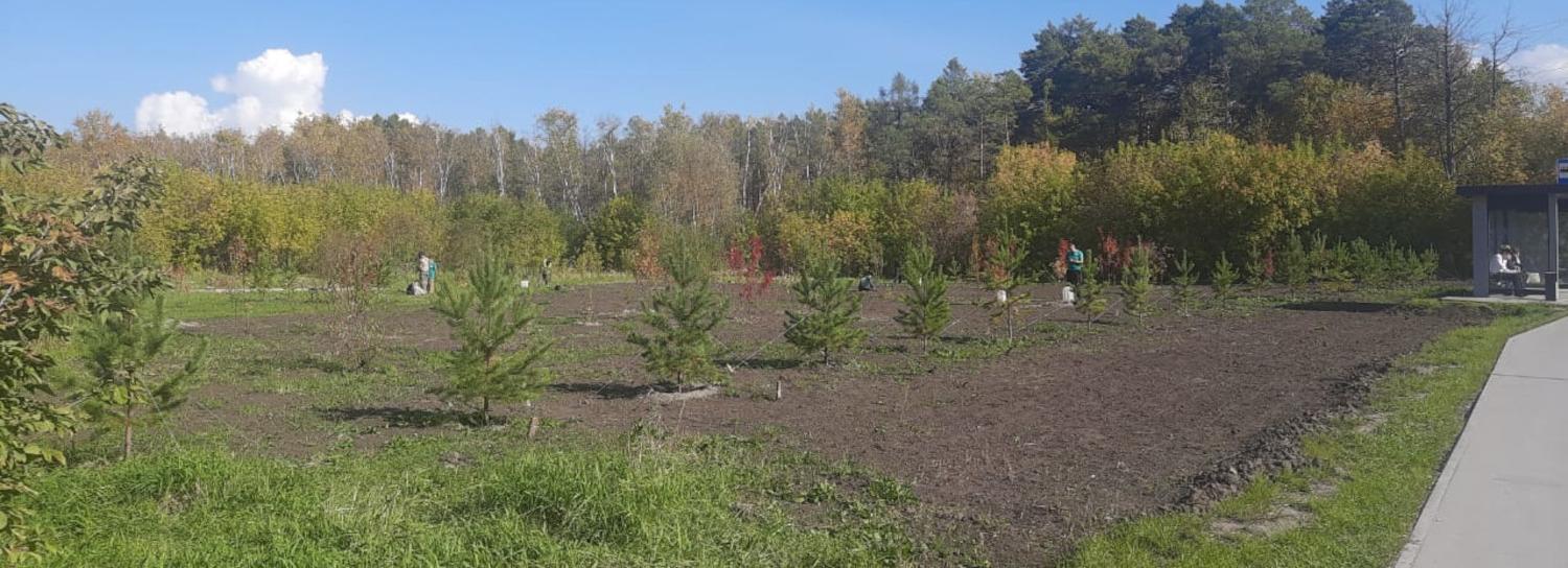 Хвойные, рябины и живую изгородь высадили в новом сквере на ОбьГЭСе