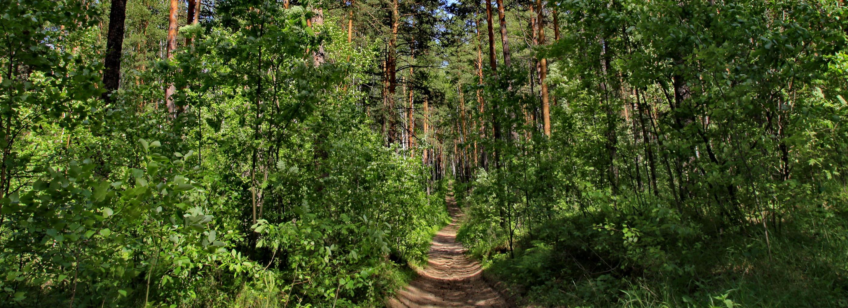 Новосибирский биолог спрогнозировала начало сезона комаров и мошки