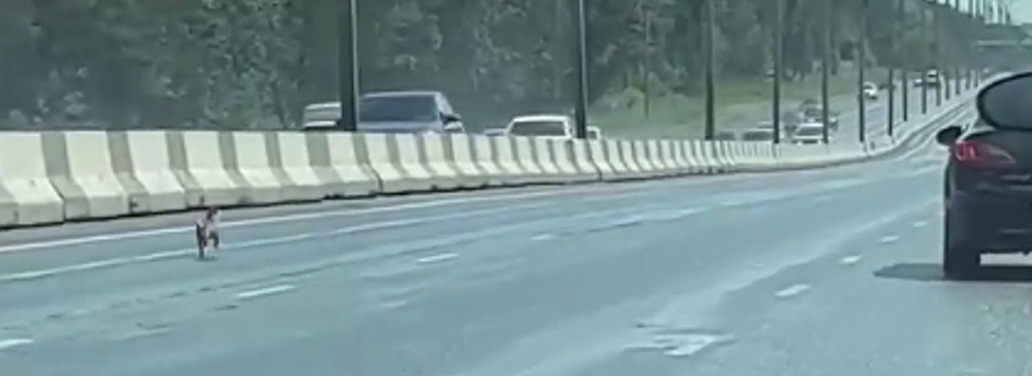 Чихуахуа спровоцировала пробку на Бердском шоссе в Новосибирске