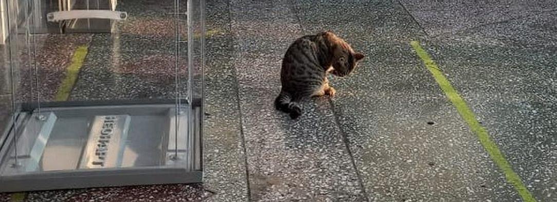 Мурзик ждёт избирателей: минутка юмора с выборов в Новосибирской области