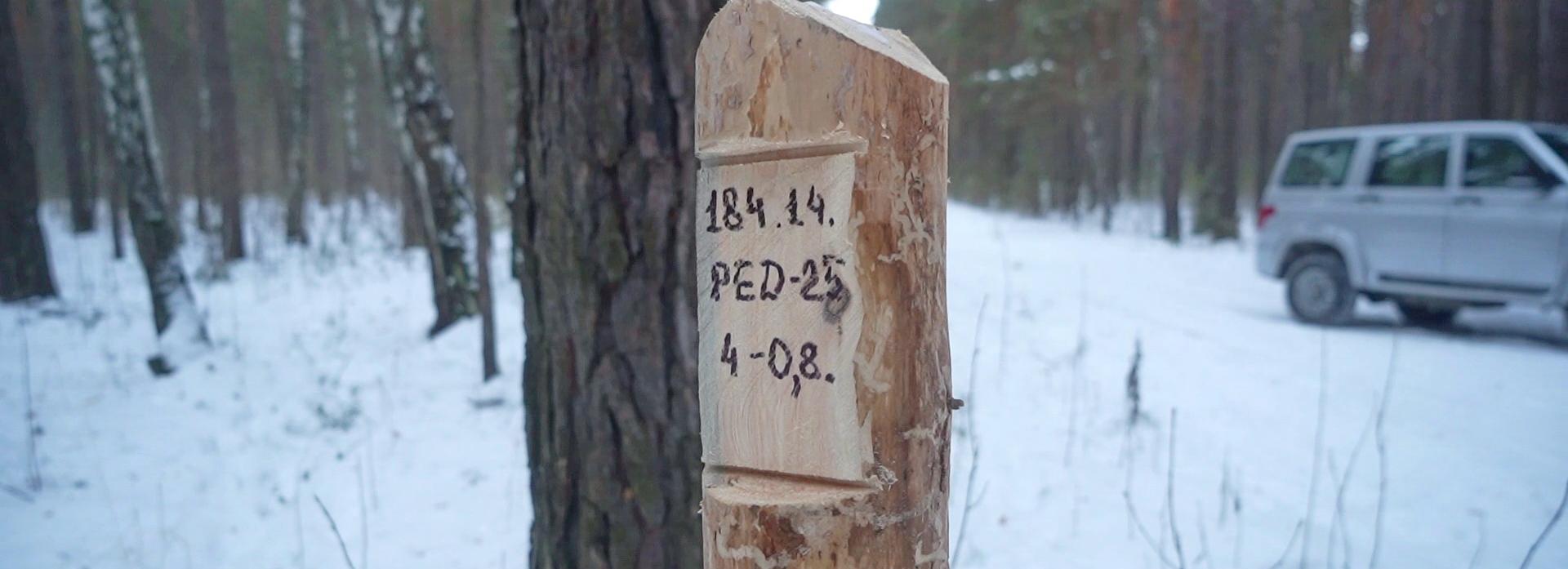 Главный лесничий: деревья под сруб можно узнать по клейму