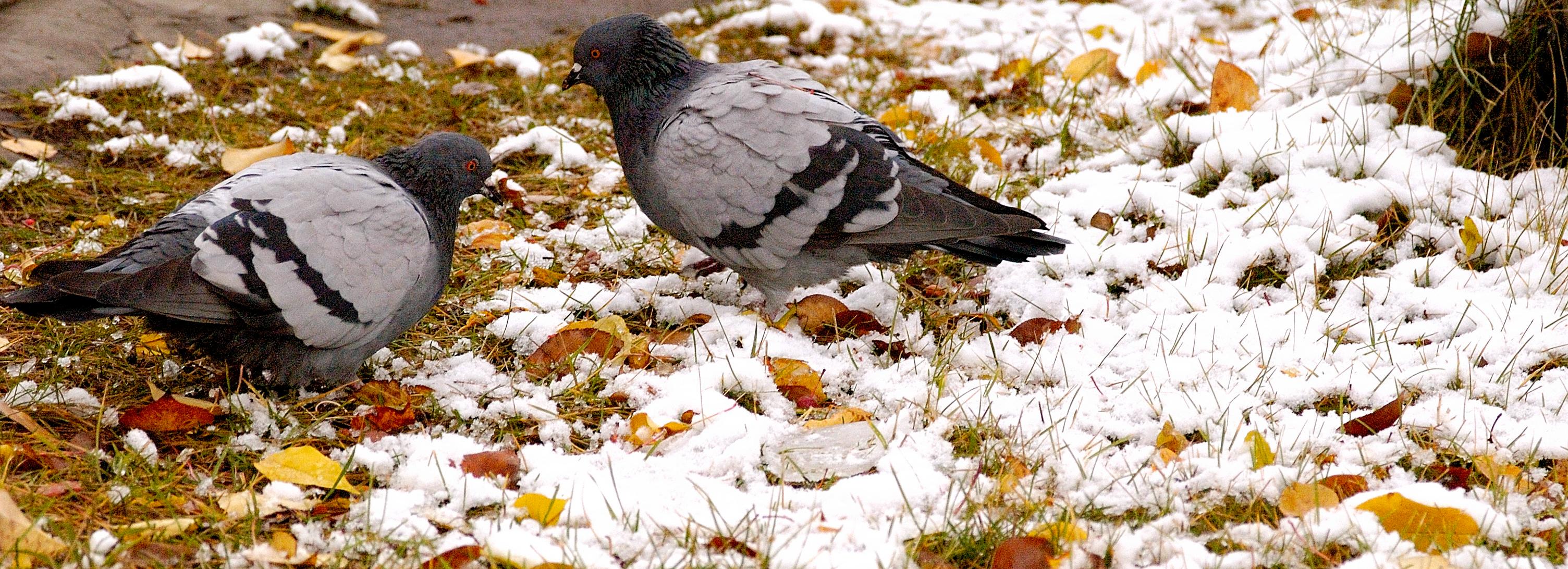 Когда в Новосибирске начнёт таять снег — ответ синоптиков
