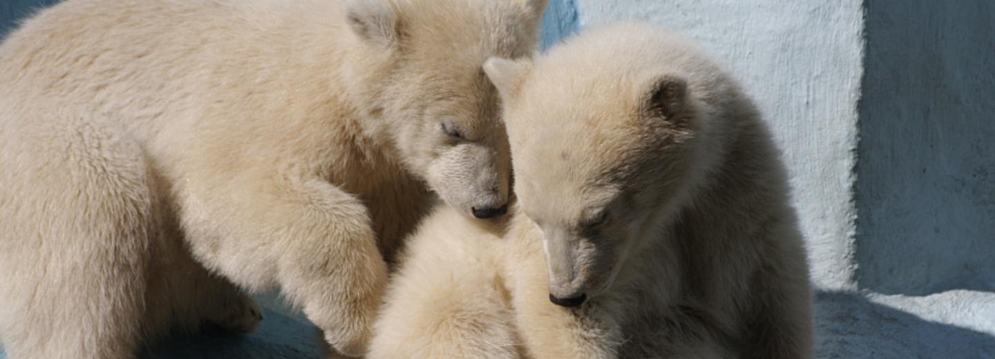 Белых медвежат в зоопарке могут назвать в честь собак-космонавтов