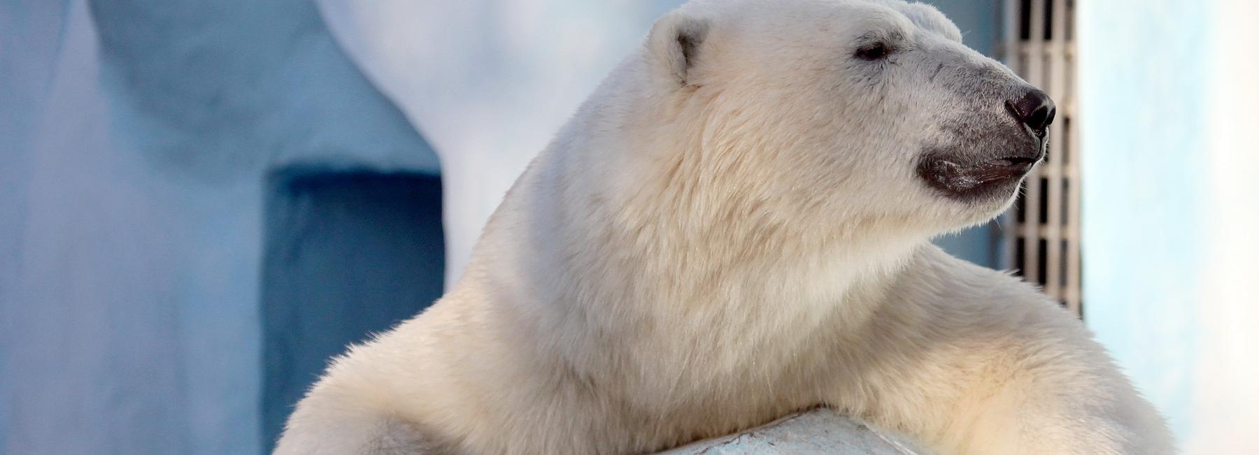 Как белая медведица Герда строжится на Кая, показал новосибирский зоопарк