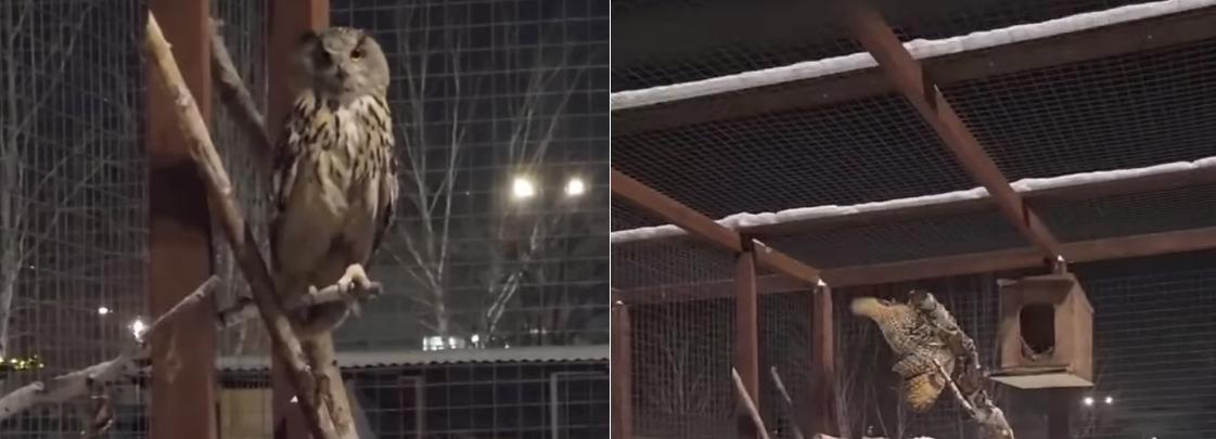 Краснокнижных филинов привезли в частный зоопарк на Затулинке