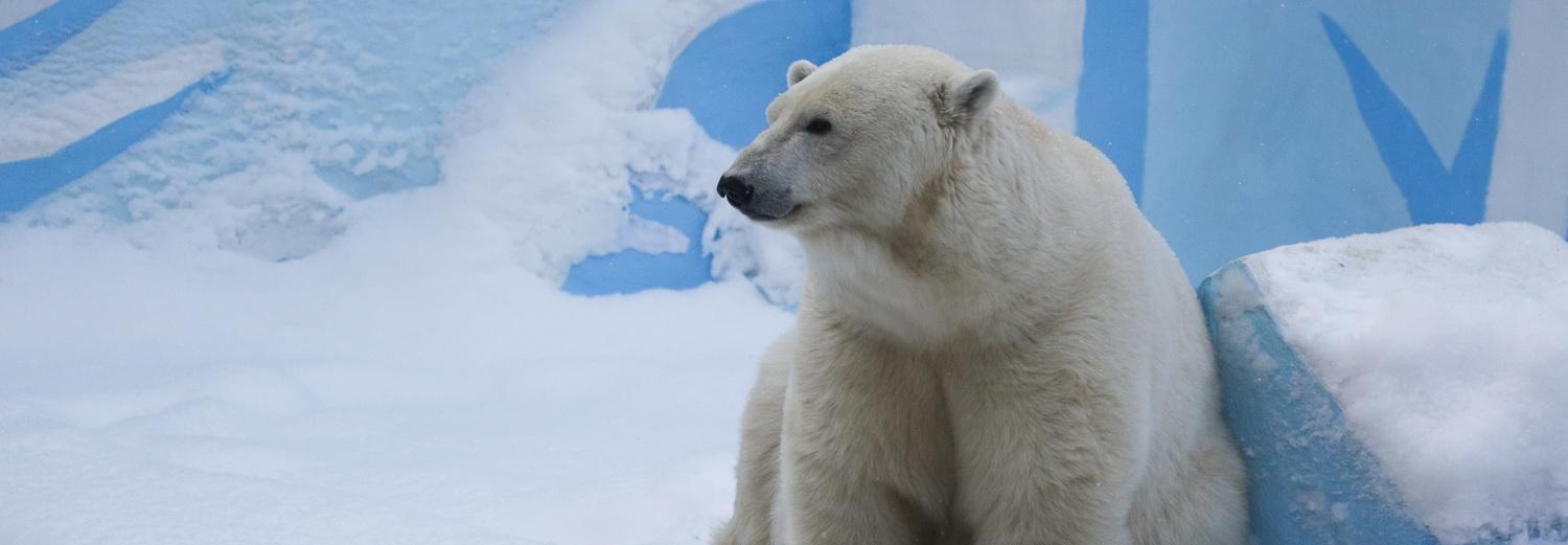 Белые медведи в зоопарке снова попали в объективы веб-камер