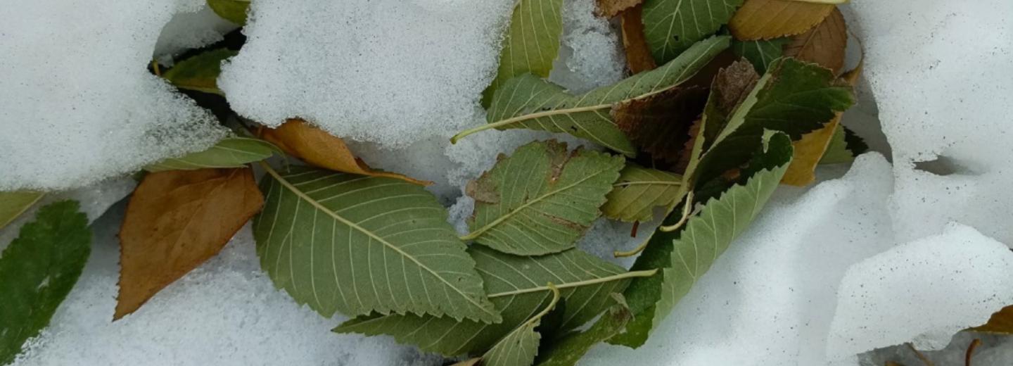 Вредно ли деревьям уходить под снег с листвой — рассказал учёный ботсада