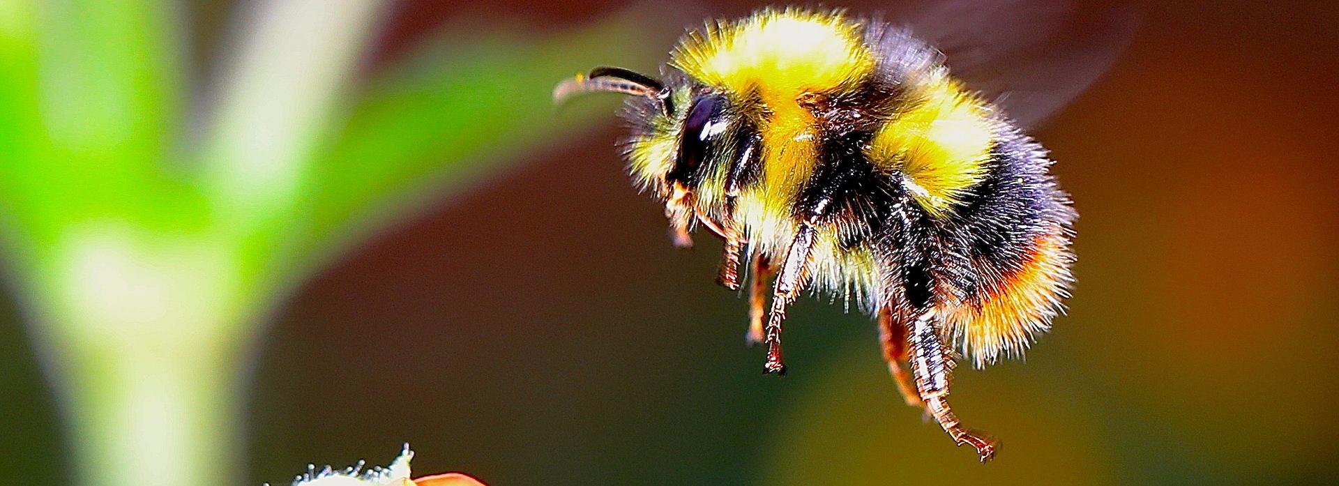 Шмелей на продажу выращивают новосибирские предприниматели