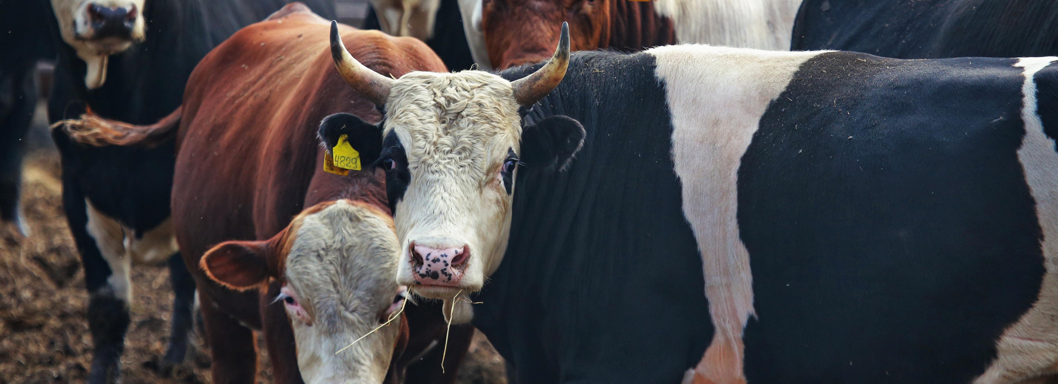 Новосибирская область лидирует по производству молока за Уралом