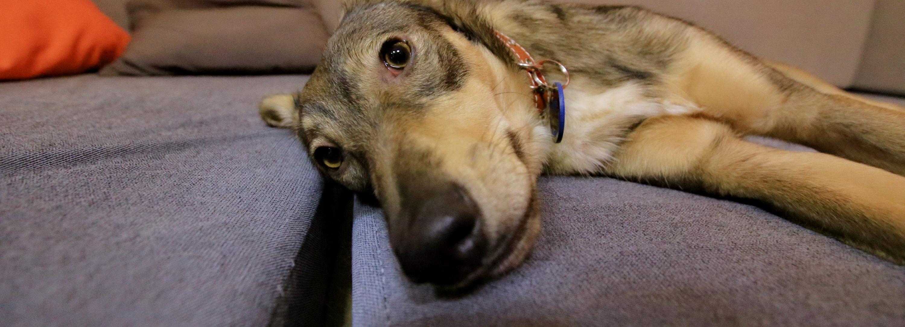 Афиша выходных: День хвоста, киноэкскурсия и экофест