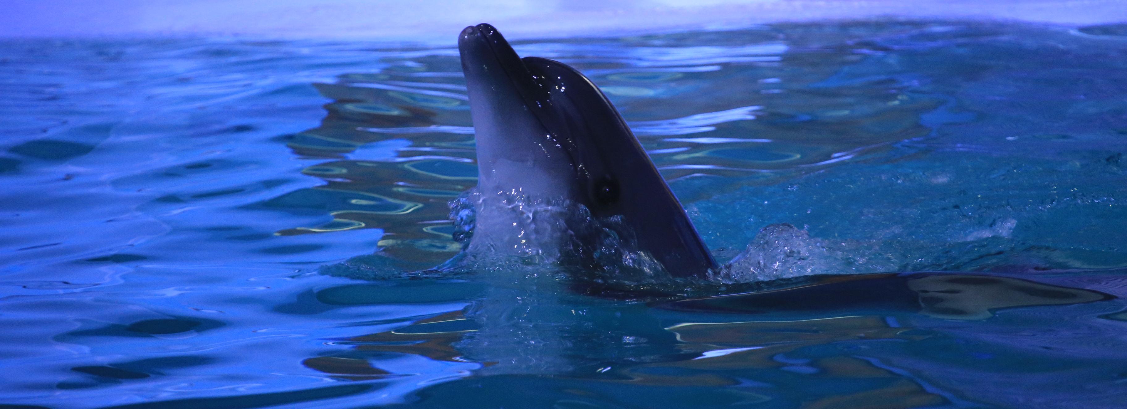 Если вы пропустили: маджента, метр сыра и беременные дельфины