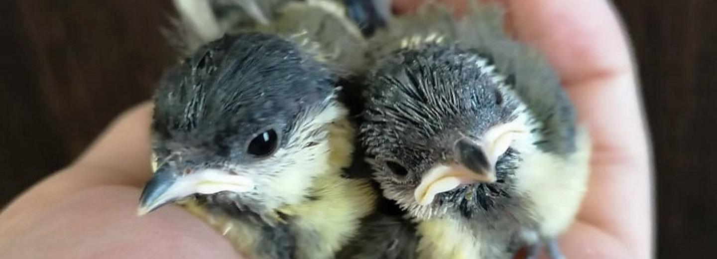 Как спасти птенца, который выпал из гнезда