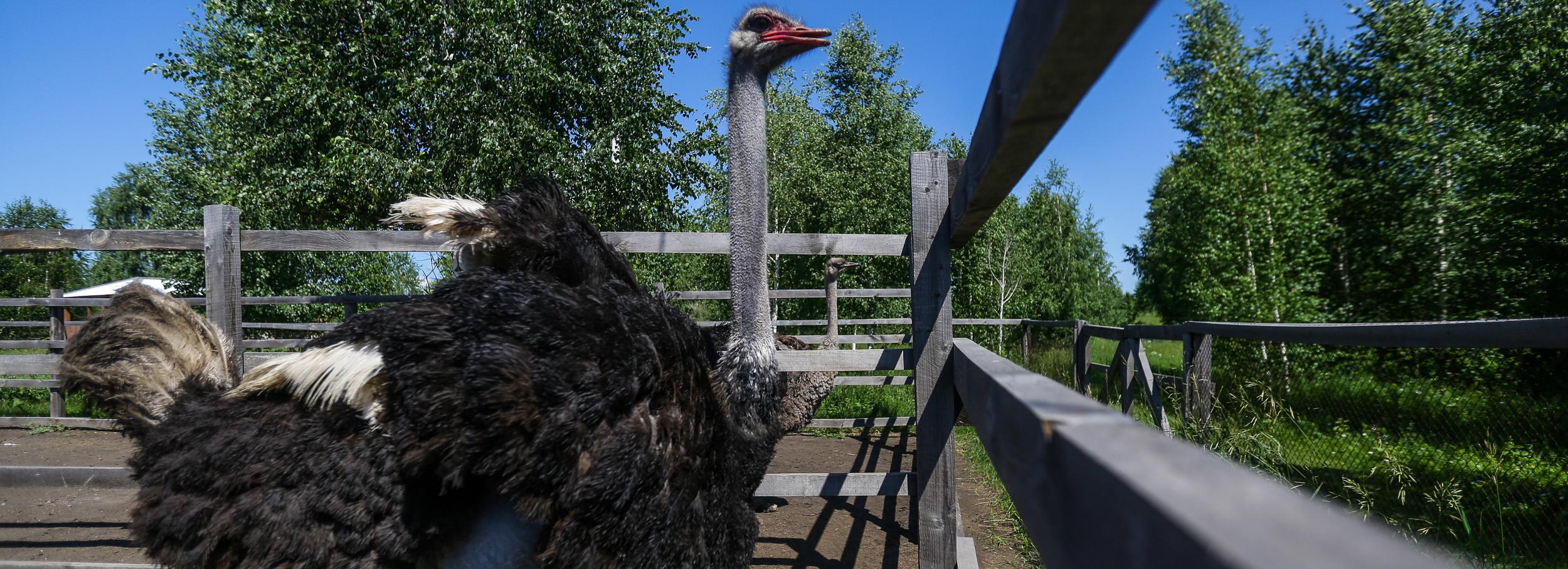 Если вы пропустили: «суржанка», страусы в Сибири и валяные кеды