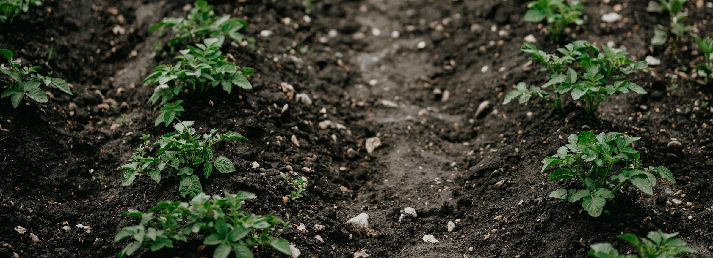 Засуха нанесла большой удар по картофелю в Новосибирской области