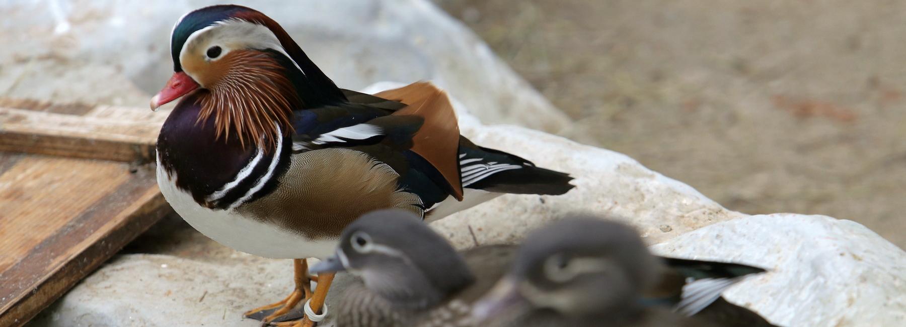 14 бесстрашных утят мандаринок подрастают в новосибирском зоопарке