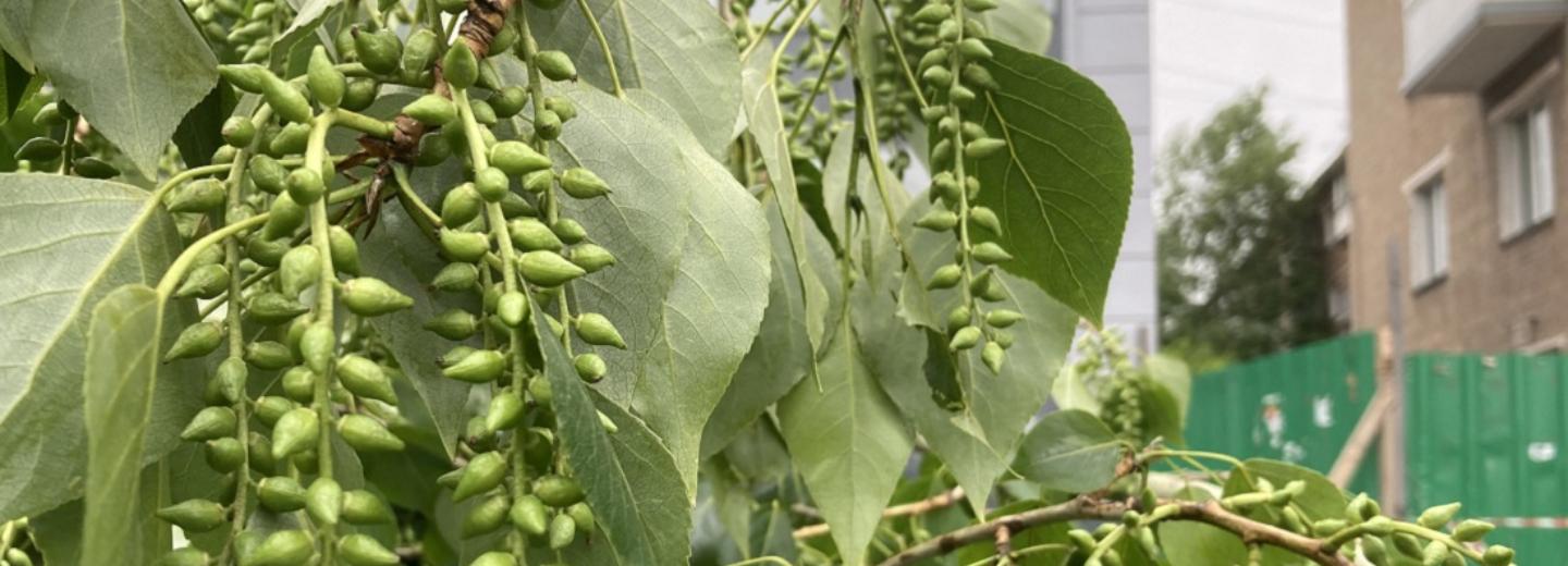 Краснолистные черёмухи заменят спиленные тополя на улице Ватутина