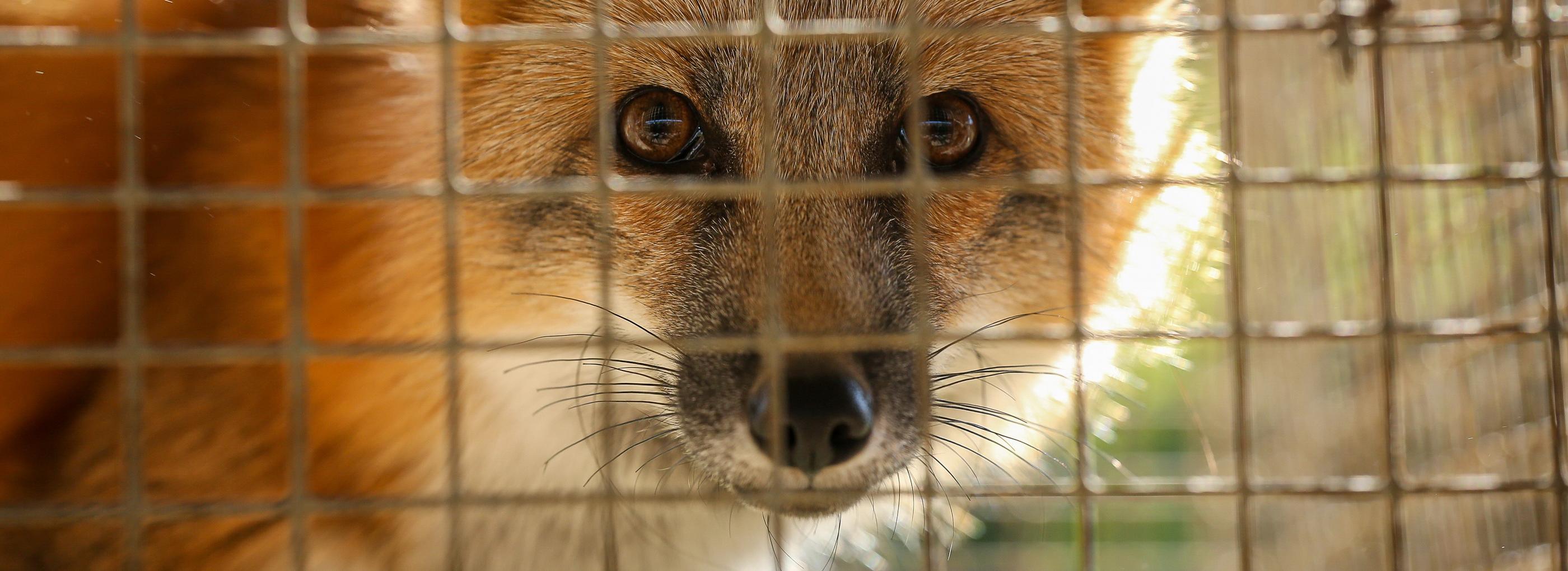 От лисиц до норок: как идёт эксперимент ИЦиГ по одомашниванию зверей