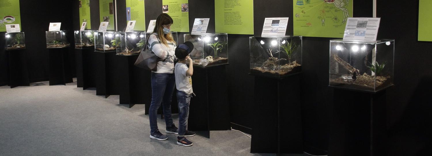 Публичное кормление пауков в Новосибирске отменили из-за пандемии