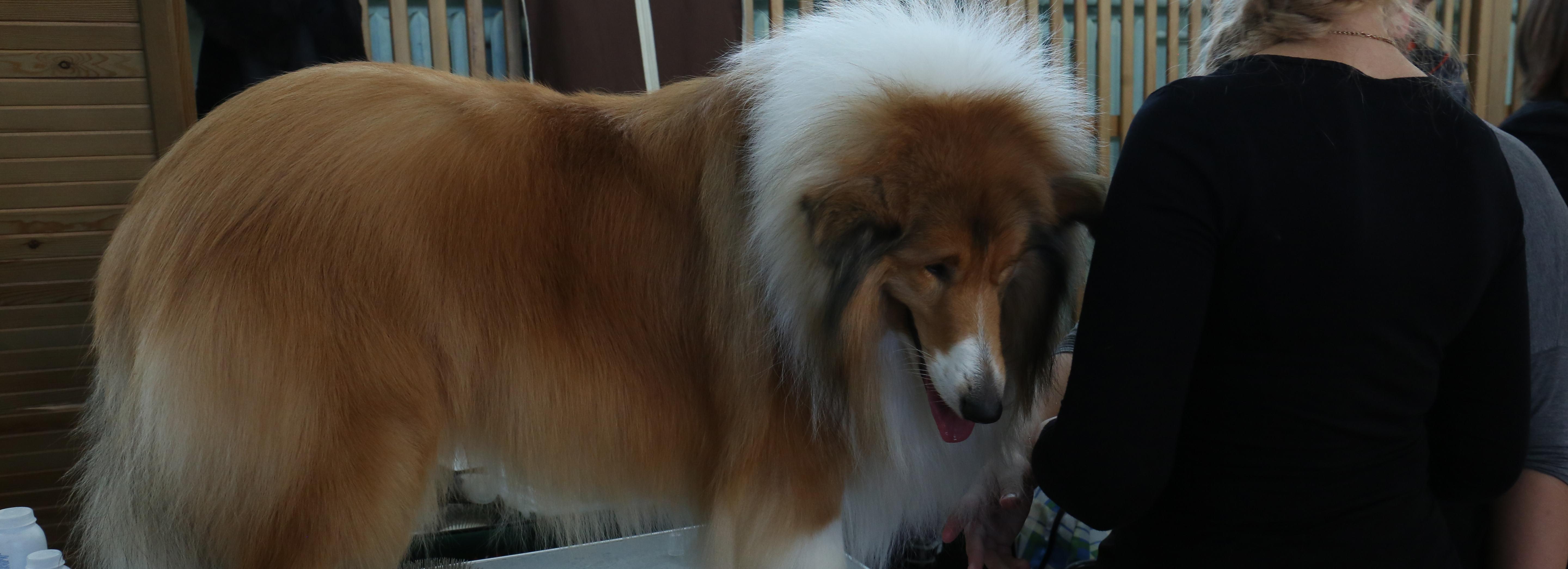 В 2024 году новосибирские приставы арестовали собаку и крупорушку