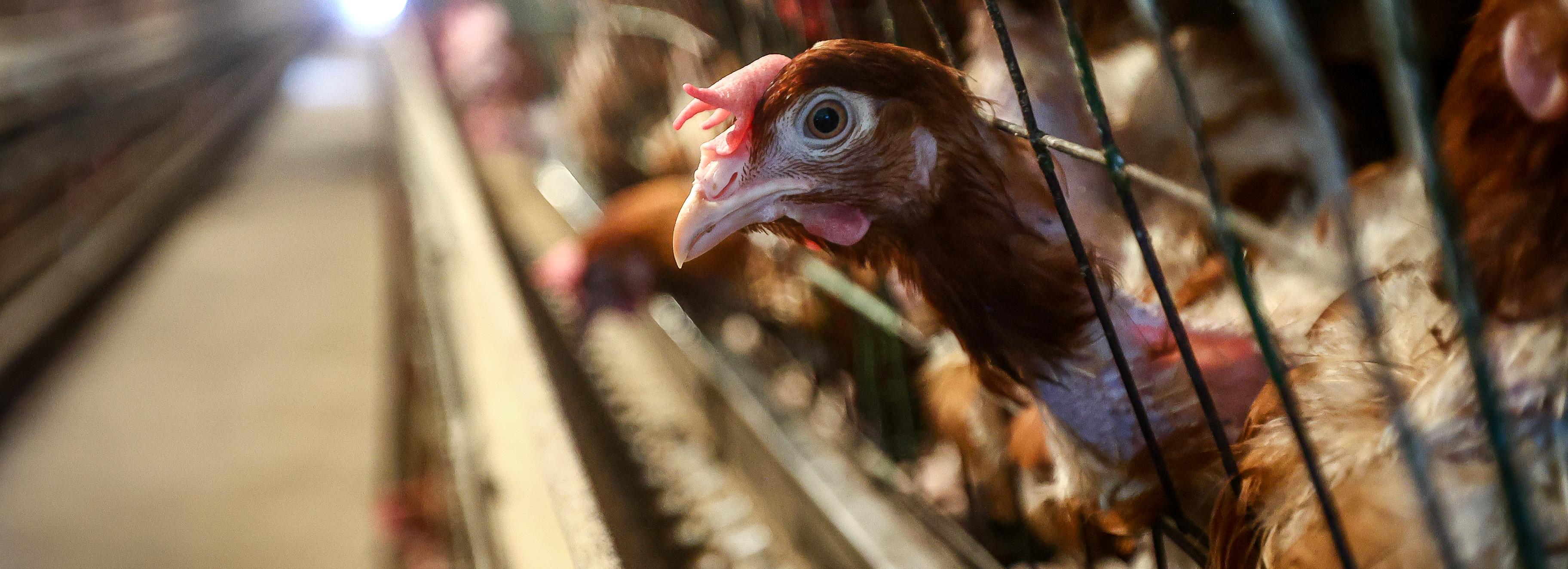 Эксперты объяснили рост цен на курятину, творог и кофе в Новосибирске