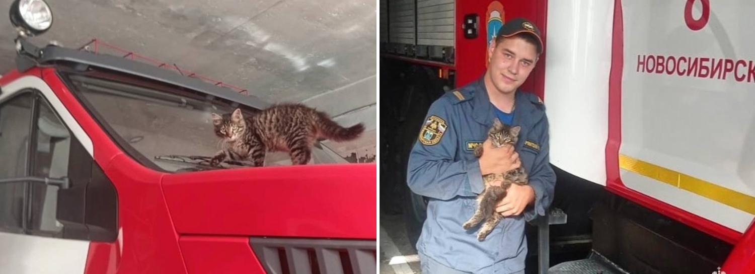 Пожарные из Академгородка приютили в своём депо котёнка