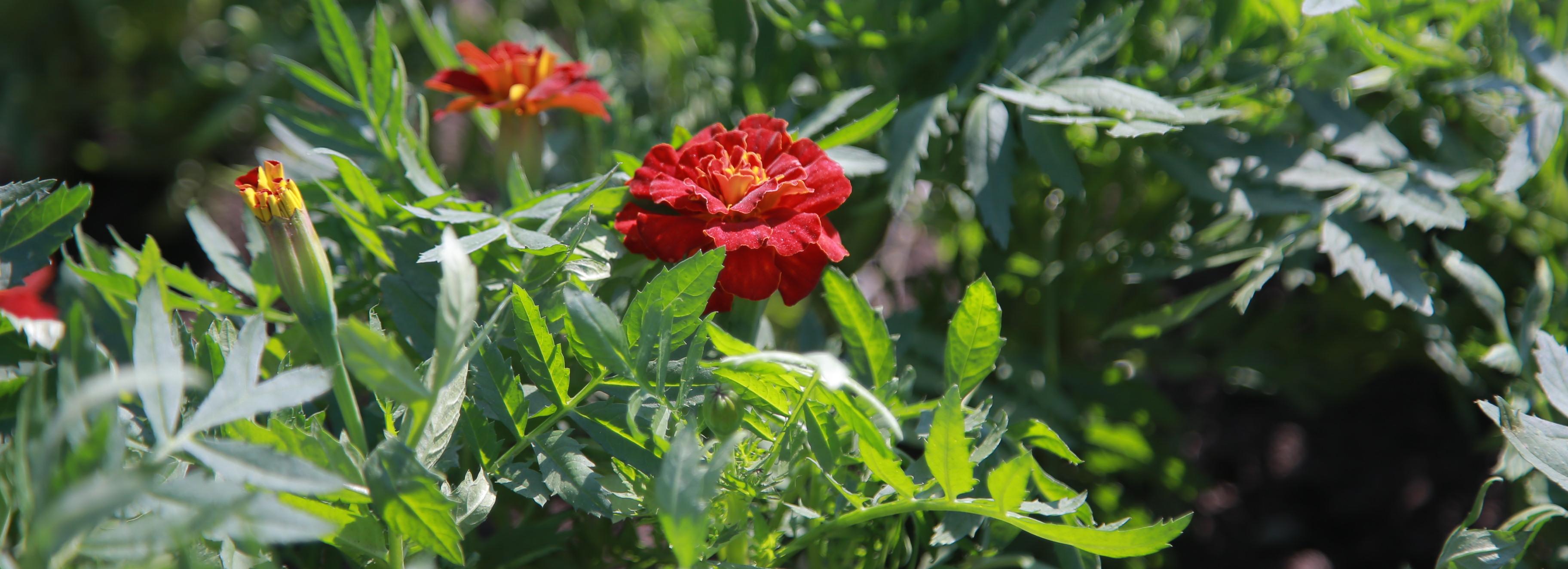 К 9 Мая в Новосибирске высадят 4815 цветущих бархатцев и гераней