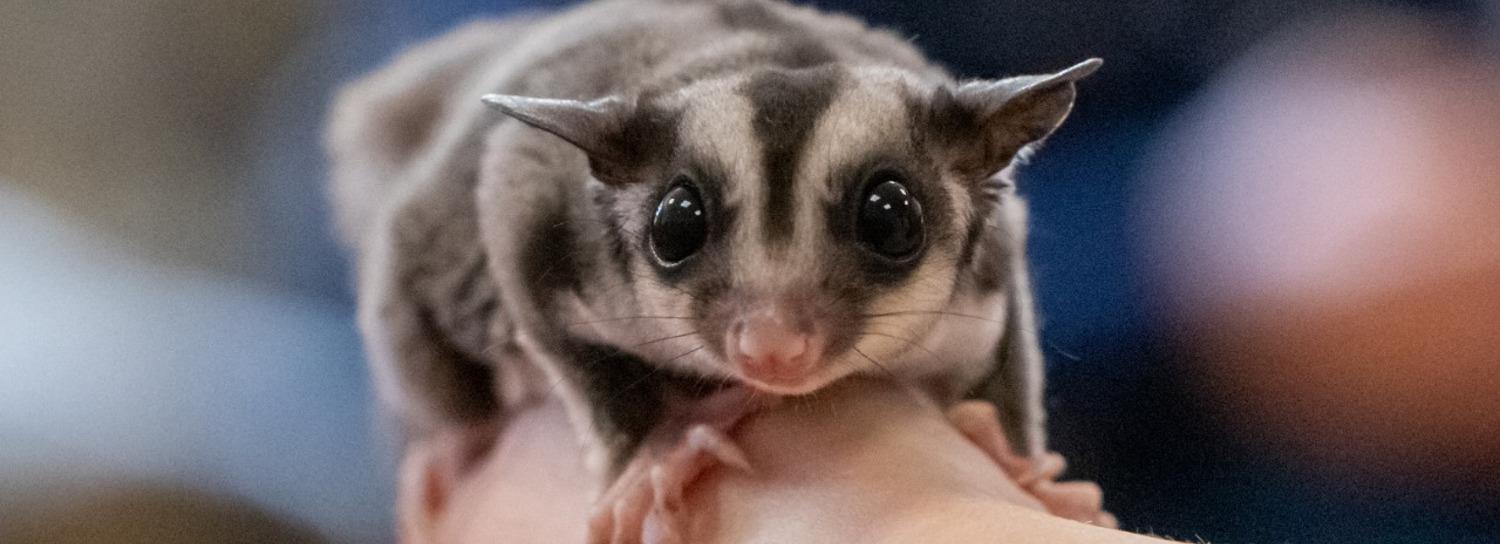 Кроху-поссума выкормили из пипетки в Новосибирском зоопарке