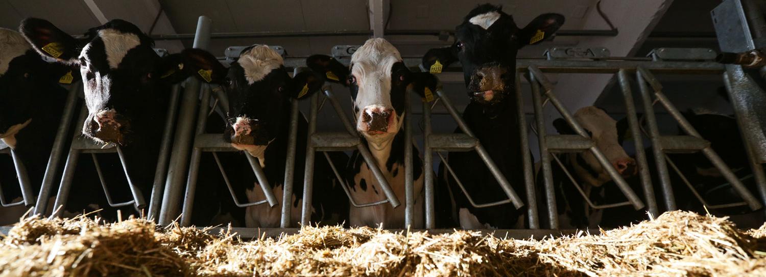 Молодые новосибирские аграрии получат «подъёмные» в 200 тысяч