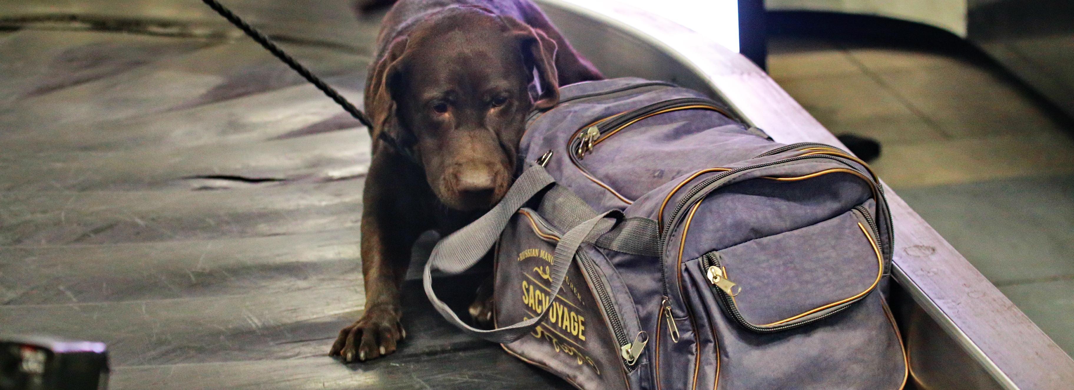 Полмиллиона долларов обнаружили собаки на таможне в Новосибирске