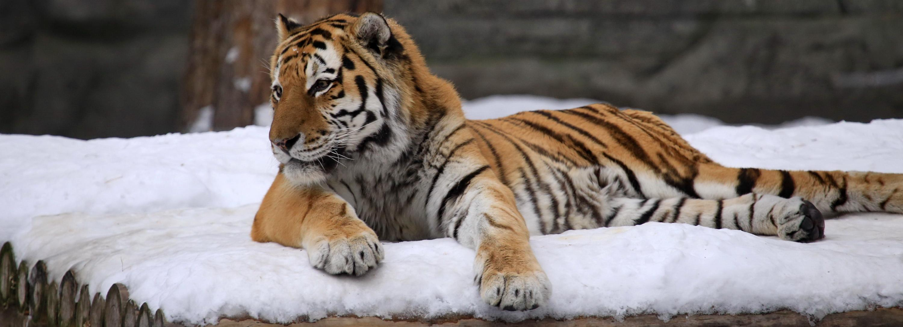 Цены на билеты поднял Новосибирский зоопарк