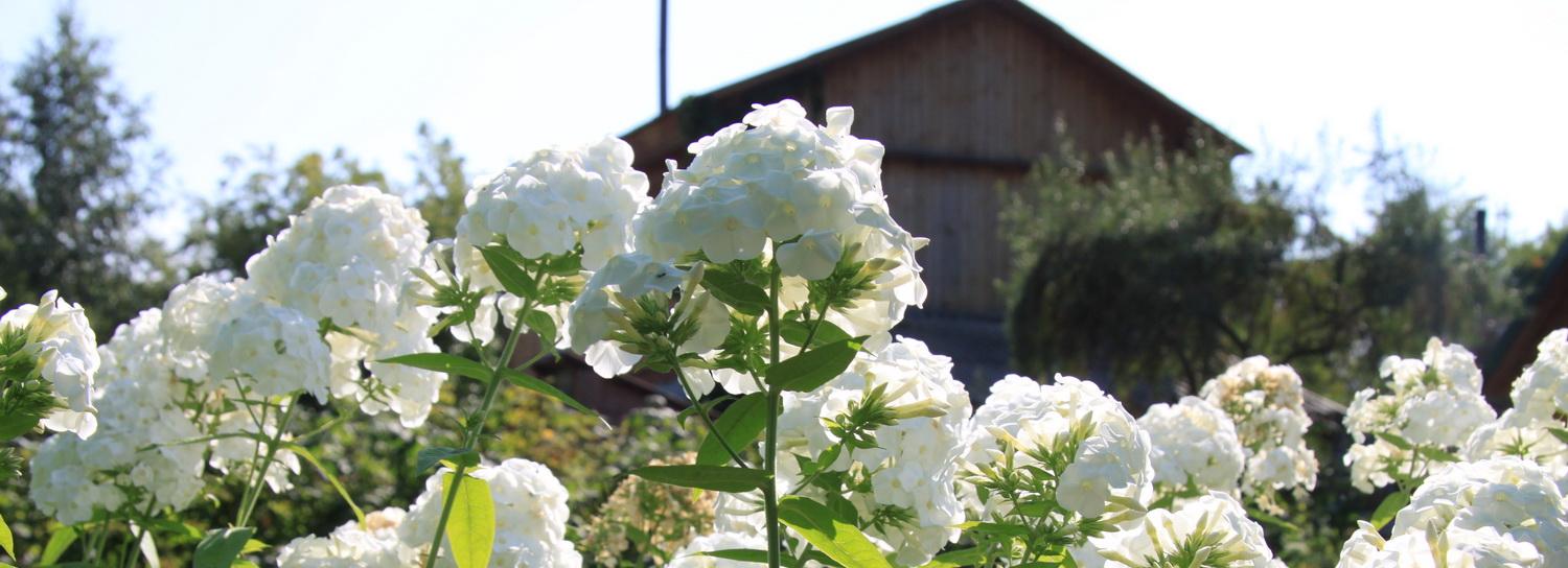 Осы атакуют новосибирцев: как бороться с насекомыми