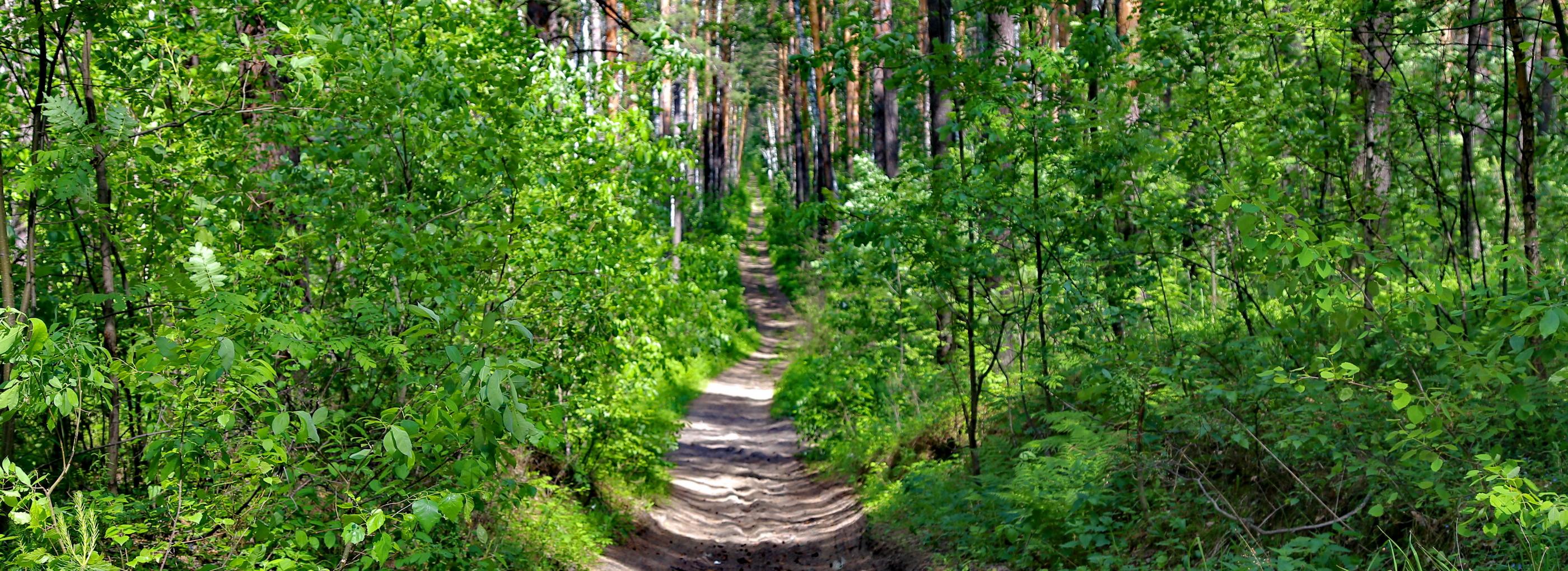 Появление стаи волков под Новосибирском опровергли в минприроды
