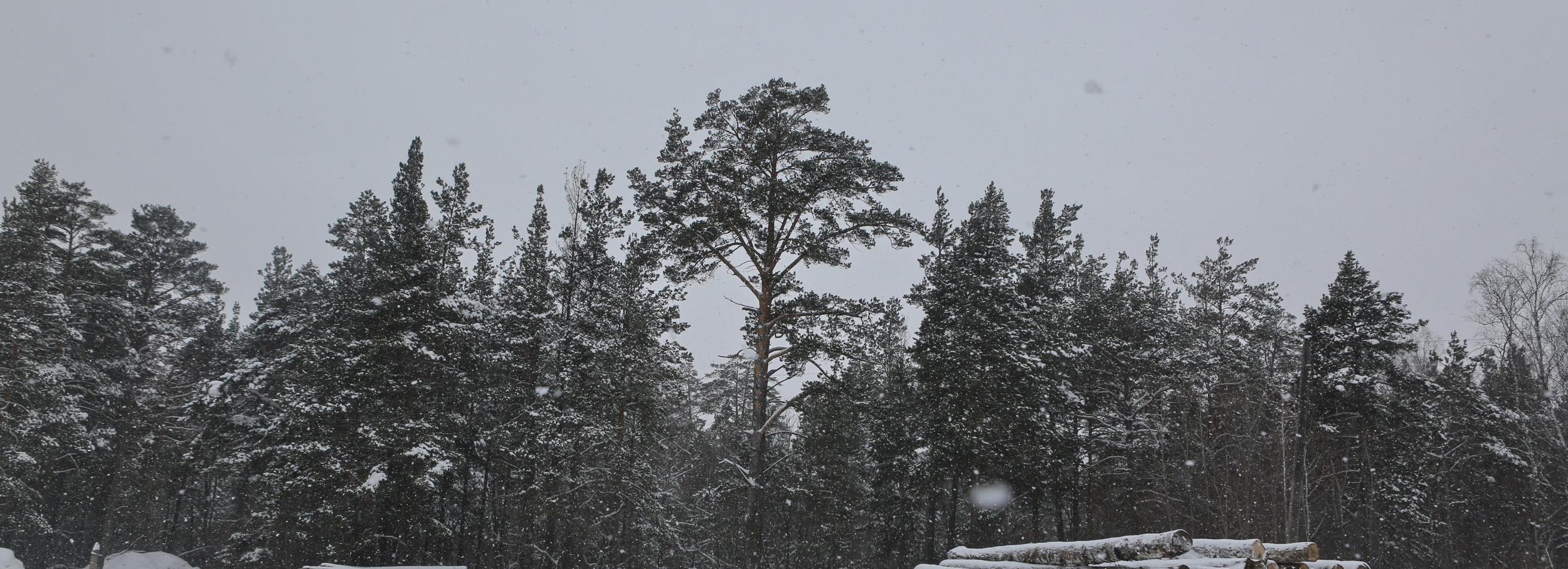 Обломки ракеты-носителя могут упасть в лес под Новосибирском