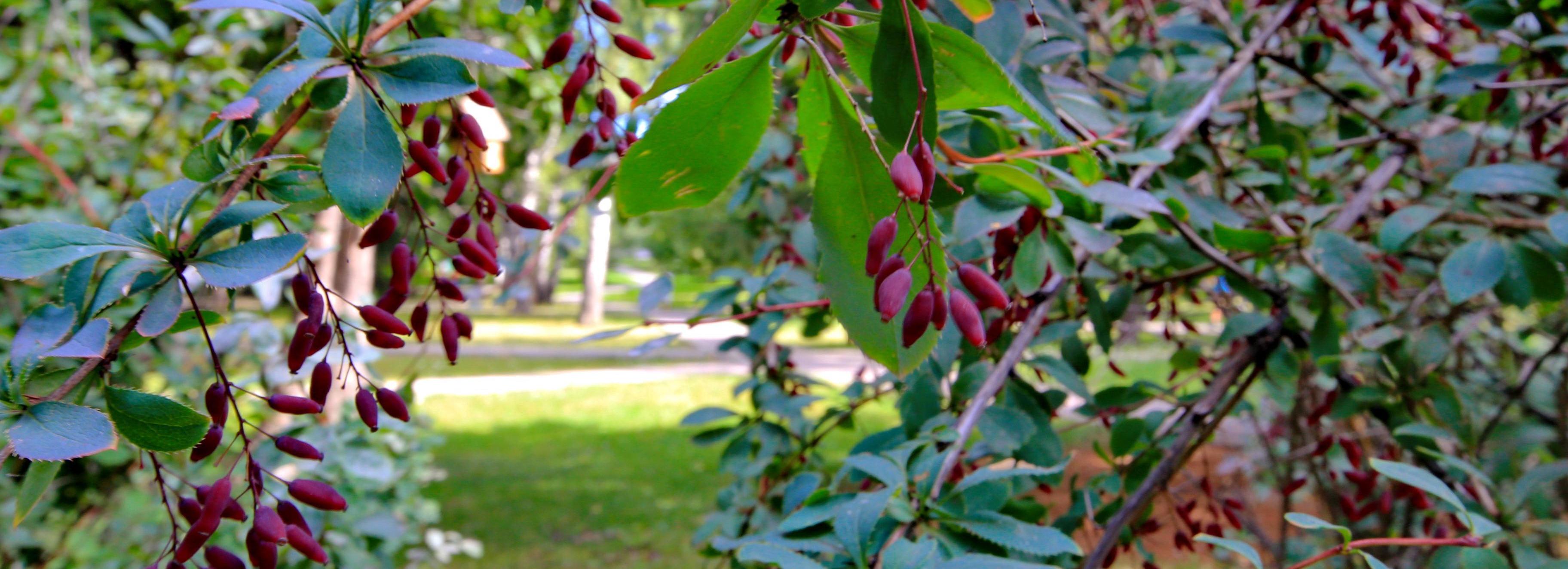Сквер открыли в День соседей во дворе на улице Титова
