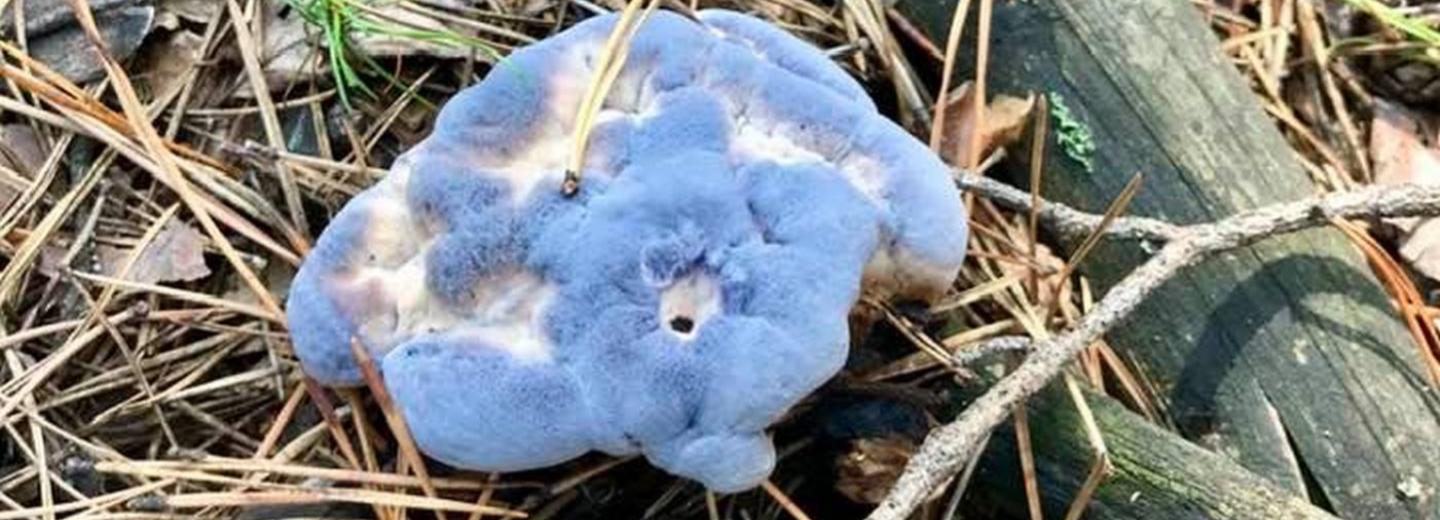 Голубой бархатный гриб нашла в Караканском бору жительница Новосибирска